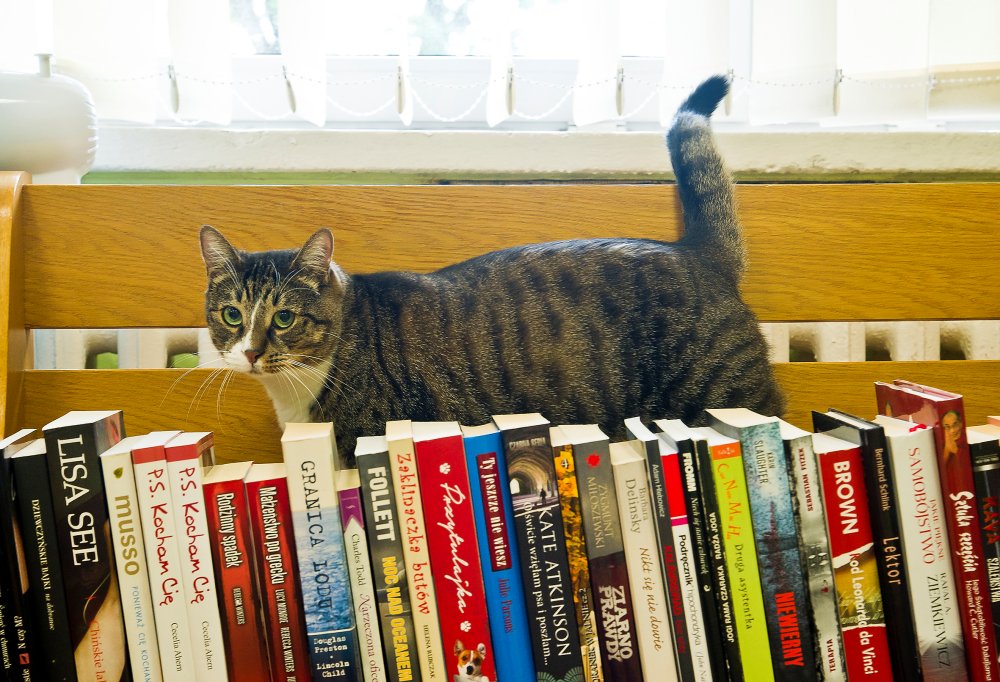 Kot Pimpuś w bibliotece