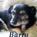 Okadka - Barry. Opowiadania o psach