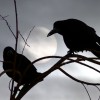 Profil użytkownika Ravennie