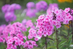 Avatar u�ytkownika - mkwiatkowska