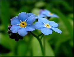 Avatar u�ytkownika - niezapominajka04