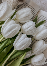 Avatar uytkownika - cupofchapters