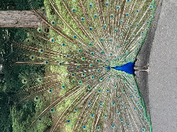 Avatar u�ytkownika - pesciorka