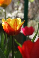 Wiosn� si� zach�ystuj�c