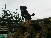 Piesio- przyjaciel cz�owieka 