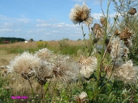 Na letniej podmiejskiej ��ce 2
