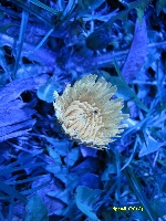 Wiosna w troch� innych kolorach 