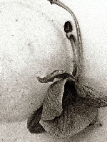 Fotografia zdarze�