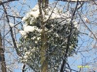 Pocz�tek grudnia 8