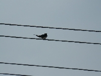 Ptaszek i to nie na uwi�zi