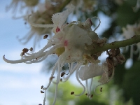 �wiat obok nas - kasztanowiec