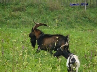 Kozy w okolicach Lewina