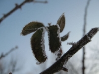 R�a zimow� por� 3