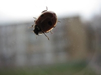 Biedronka w poszukiwaniu s�o�ca