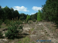 Na szlaku w kierunku Ostrnika