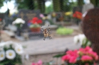 Paj�k i paj�czyna.