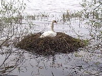 �ab�dzie zacisze