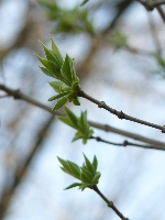 Odcienie wiosny - troch� zieleni