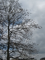 Platan wczesn� wiosn�