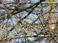 Kwiecie� - sikorka w ja�owcu