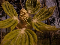 kwitn�cy kasztanowiec