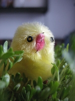 �wi�ta, �wi�ta i po �wi�tach