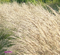 Trawa wiatrem targana