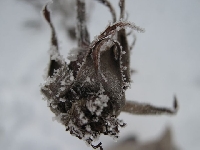 R�a zimow� por� 1