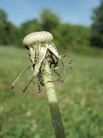 �wiat obok nas - dmuchawiec no 3