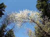 Kwitn�ca jab�o�