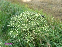 Na letniej podmiejskiej ��ce 1