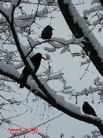 Rozdziobi� nas kruki, gawrony...