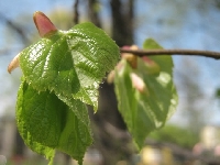 Odcienie wiosny - li�cie