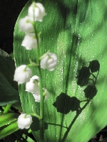 Czer� spijaj�ca biel