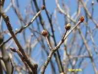 Kwiecie� - kasztanowiec