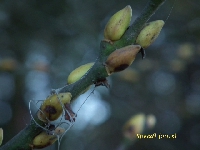 Pczki na drzewach w listopadzie