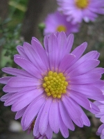 Jesie� idzie, nie ma na to rady