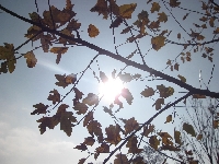 s�o�ce mi�dzy ga��ziami