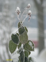 Pocz�tek grudnia 2