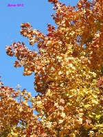 Barwy jesieni 6