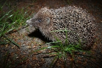 do k�d tupta..... ;)