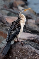 Darter (W��wka australijska)