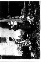 Kontur drzewa w oknie kurnika