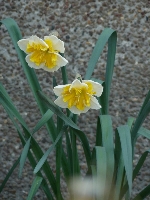 Odcienie wiosny - �onkile