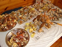 Ostatnie w tym roku grzybobranie