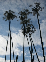 Rozkwitn�� na tle nieba