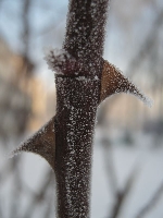 R�a zimow� por� 2