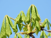 Odcienie wiosny - kasztanowiec