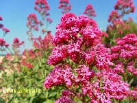 Za granic�-autor m�j kolega