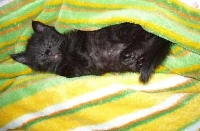  Ma�y Blackie- przyb��da. M�j.